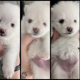Pomeranian Puppies from Pomeranian puppies