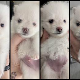 Pomeranian Puppies from Pomeranian puppies