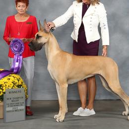 Great Danes from Harmoni