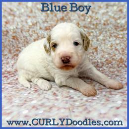 Boy 3 - Parti male Goldendoodle puppy in Taneytown, Maryland from Curlydoodles