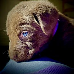 Labrador Retriever Puppies from Bulleit Breeders