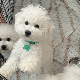 Holly - White Bichon Frise puppy in Apple Valley, California from God’s Creatures