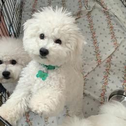 Holly - White Bichon Frise puppy in Apple Valley, California from God’s Creatures