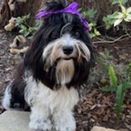 Havanese from Highland Hills Havanse