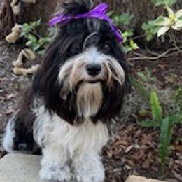 Havanese from Highland Hills Havanse