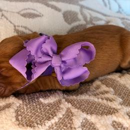 Myrrh - Dark golden female Golden Retriever puppy in Moses Lake, Washington from Dune Lakes Goldens