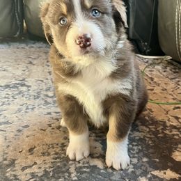 Colt - Red tri-color male Australian Shepherd puppy in Witter, Arkansas from Mountainside Aussies
