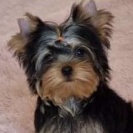 Mal-Shis, Pomeranians, Shih Tzus, and Yorkshire Terriers from Gibbs Gorgeous Paws LLC