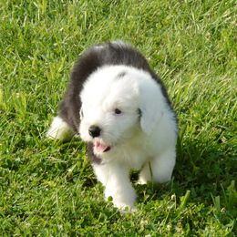 Old English Sheepdog Puppies from Roland Hills Farm