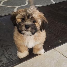 Shorkie Puppies from Stephen DosReis