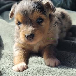 Reese - Blue merle male Miniature Australian Shepherd puppy in Deer Park, Washington from Rodeo Aussies