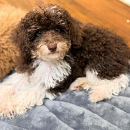 Girl1 - Phantom female Poodle puppy in Liberty, Texas from Poodles and Doodles Most Excellent Adventures