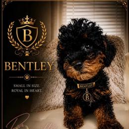 Bentley - Phantom male Poodle puppy in Spring Lake, North Carolina from Pawriffic Pups