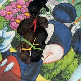 Poodle puppies from Romano Juarez Puppies