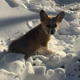Delight - Red female Pembroke Welsh Corgi puppy in Morgantown, Pennsylvania from GoldStar Corgis (License Number 18519)