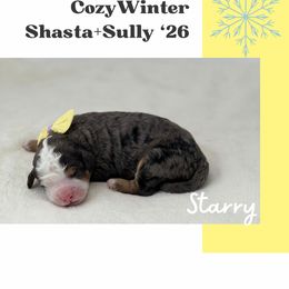 Starry - Merle female Bernedoodle puppy in Syracuse, Utah from Redrockbernedoodles