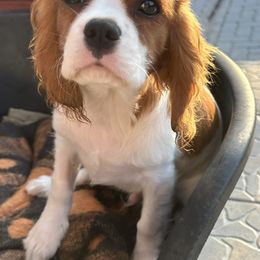 Cavalier King Charles Spaniel Puppies from Hungarian Cavaliers of Nashville