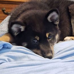 Shiba Inu Puppies from Animal Farm Shiba Inus & Mameshibas