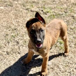 Lion - Fawn male Belgian Malinois puppy in Briggs, Texas from Madhouse’s Belgian Malinois and German Shepherds