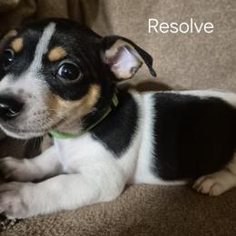 Resolve - White and black male Teddy Roosevelt Terrier puppy in Murray, Kentucky from Froschwald German Shepherds and Xanadu Teddy Roosevelt Terriers