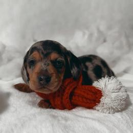 Milo - Dapple male Dachshund puppy in San Diego, California from Enchantables