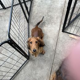 Timber - Red male Dachshund puppy in Venice, Florida from Von Raab Dachshunds