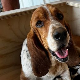 Basset Hounds from Luffman's Bassets