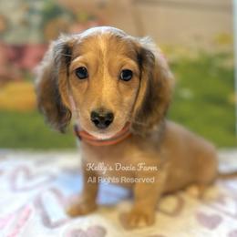 Sable Dapple Male Longhair - Sable male Dachshund puppy in Cleveland, Tennessee from Kelly's Doxie Farm
