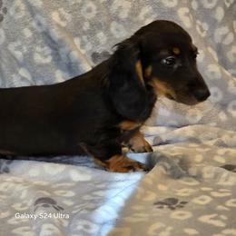 Tank - Black and tan male Dachshund puppy in Tonopah, Arizona from Desert Diamond Dachshunds