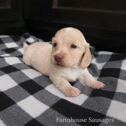 Cream Male - Limited AKC - Cream male Dachshund puppy in Nashville, Tennessee from Farmhouse Sausages - Located in TN delivers all over US including California