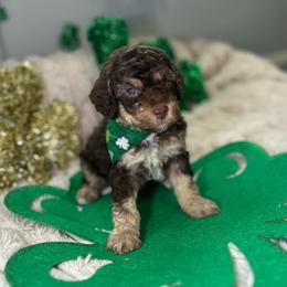Clover - Phantom male Poodle puppy in Warren, Michigan from Annette Patterson
