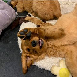 Golden Retriever Puppies from Charmed Golden Retrievers