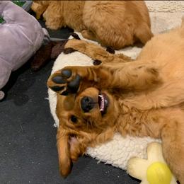 Golden Retriever Puppies from Charmed Golden Retrievers