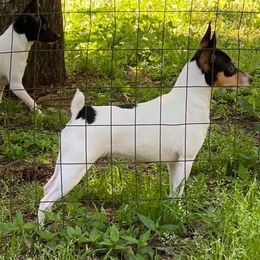 Scarlett - Toy Fox Terrier
