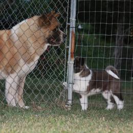 Akita Puppies from Cj's Sho-Me Akitas