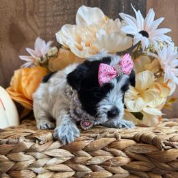 Bougie - Parti female Yorkshire Terrier puppy in Howe, Oklahoma from Ray Holder