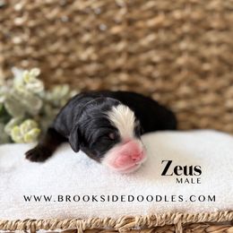 Zeus - Tri-color male Bernedoodle puppy in Murrieta, California from Brookside Bernedoodles