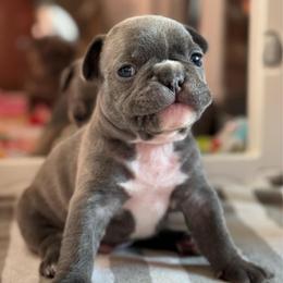 Cujo - Blue male French Bulldog puppy in Freedom, Pennsylvania from themcfrenchies