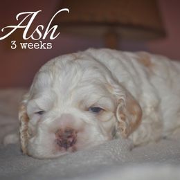Ash - Buff and white male Cocker Spaniel puppy in Myerstown, Pennsylvania from The Cocker Cingdom