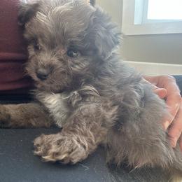 Blaze - Blue merle male Aussiedoodle puppy in Kalamazoo, Michigan from Creekside Ranch
