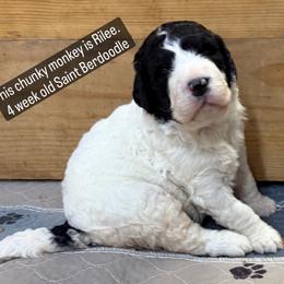 Rilee - Black and white female Saint Berdoodle puppy in San Antonio, Texas from Mammoth Doodles