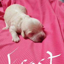 Frost - Apricot female Goldendoodle puppy in Cherry Tree, Pennsylvania from Plum Creek Acres Next Generation