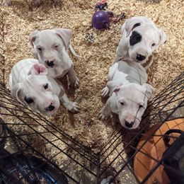 Dogo Argentino Puppies from De la Fuerza de Dios