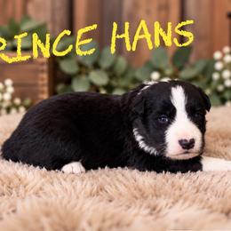 Prince Hans - Black male Border Collie puppy in Sanger, California from Flying M Cactus Ranch Buddies