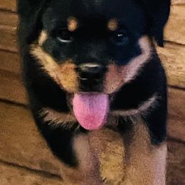 Rottweilers from Regal Rottweilers