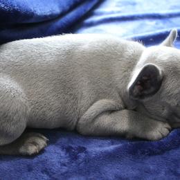 French Bulldog Puppies from R & S Frenchies