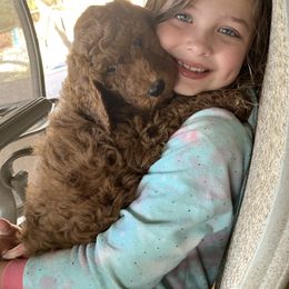 Goldendoodle Puppies from Cooley Doodles