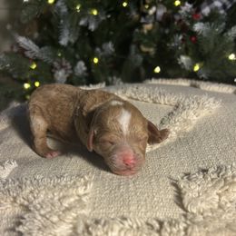 Sugar (Dark Pink Collar) - Apricot female Cavapoo puppy in Austin, Texas from Lucy Lou’s Cavapoos