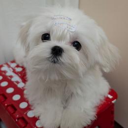 Rocket - White and lemon male Maltese puppy in Fresno, California from Soua's Pups