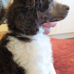 Poodle Puppies from Chapel Hill Poodles